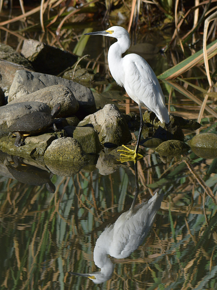 Egret.jpg