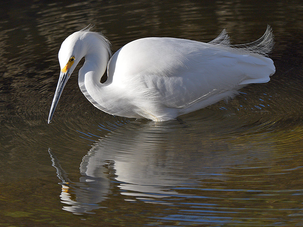 Egret.jpg