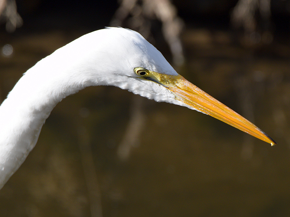 Egret.jpg