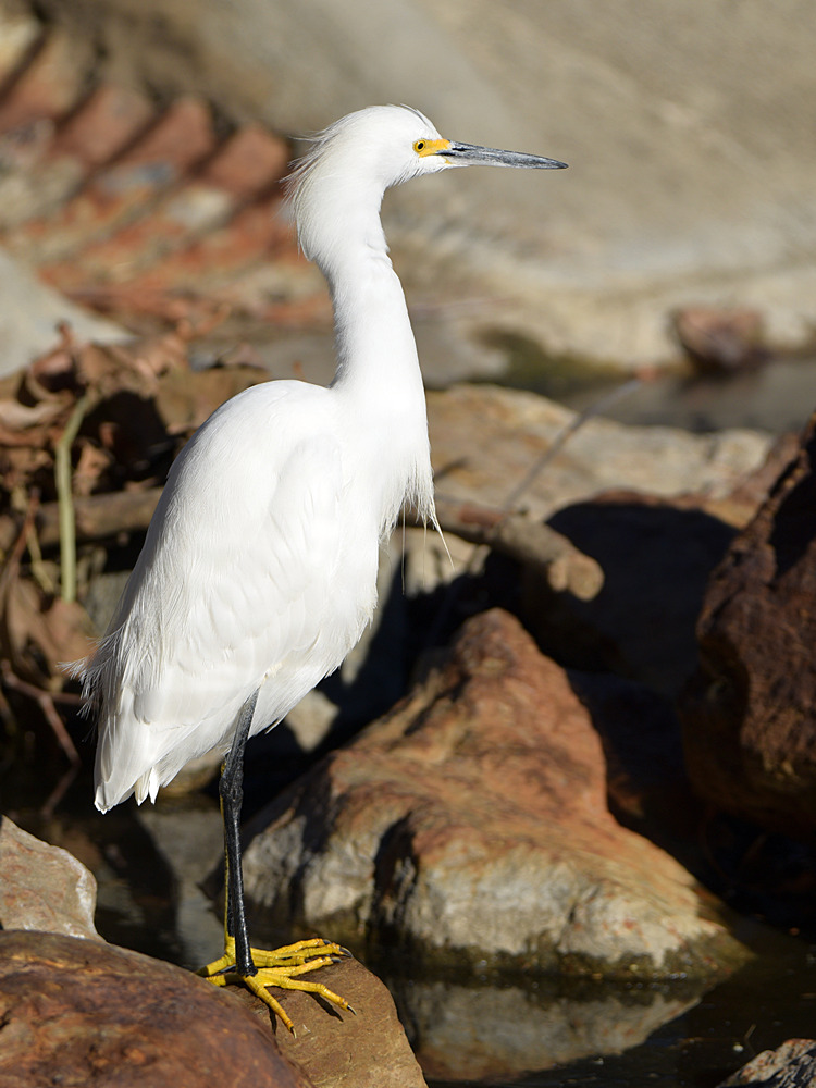Egret.jpg
