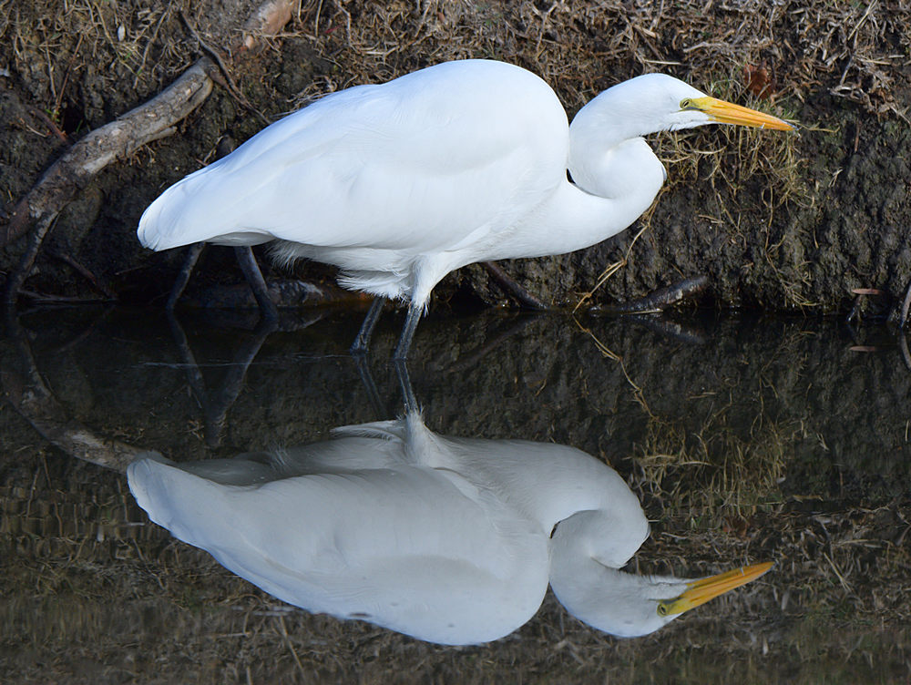 Egret.jpg