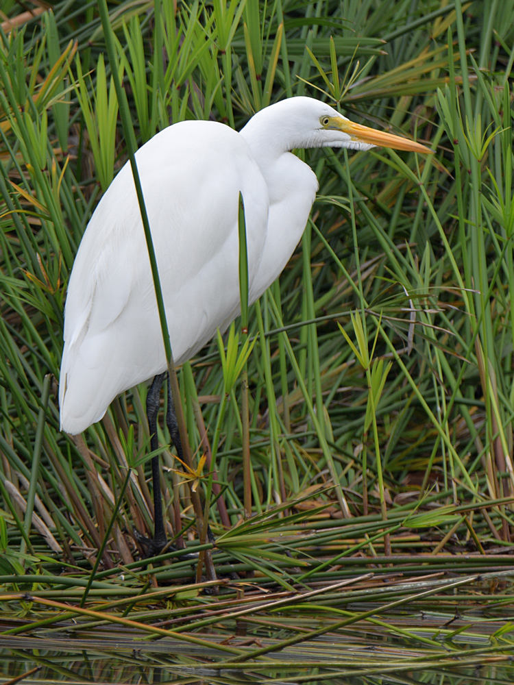 Egret.jpg
