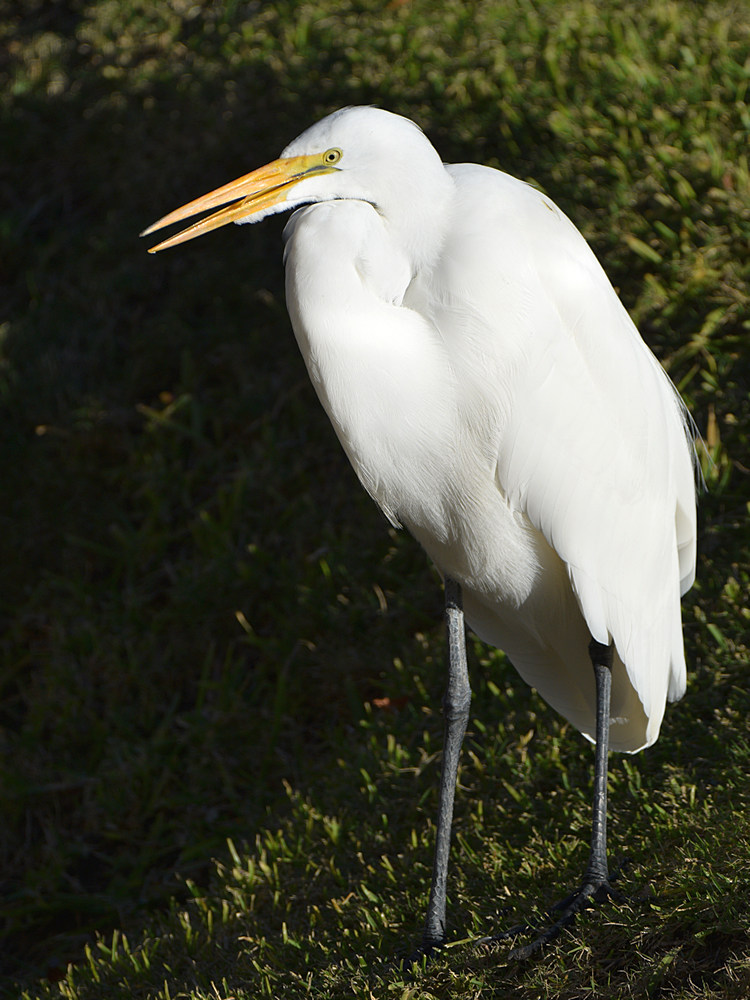 Egret.jpg