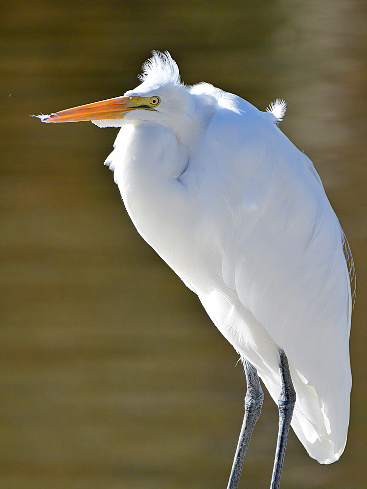 Egret.jpg