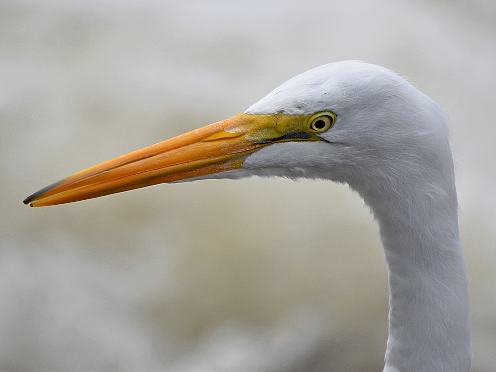 Egret.jpg