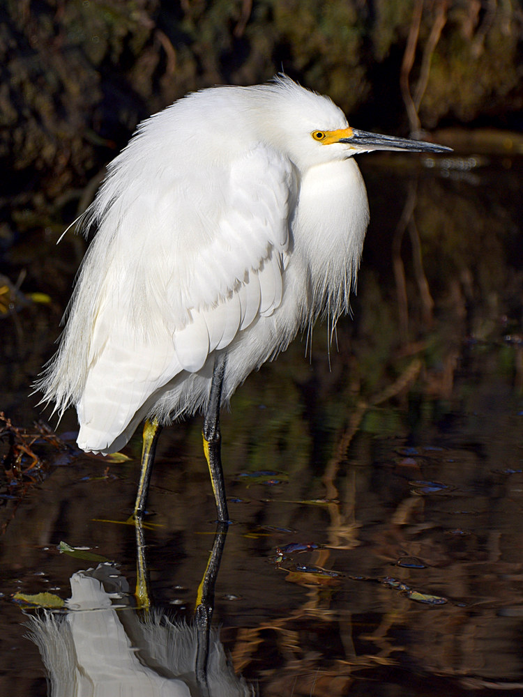 Egret.jpg