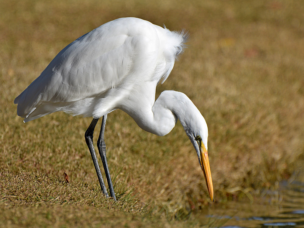 Egret.jpg