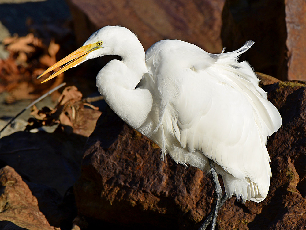 Egret.jpg