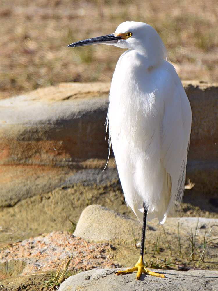 Egret.jpg