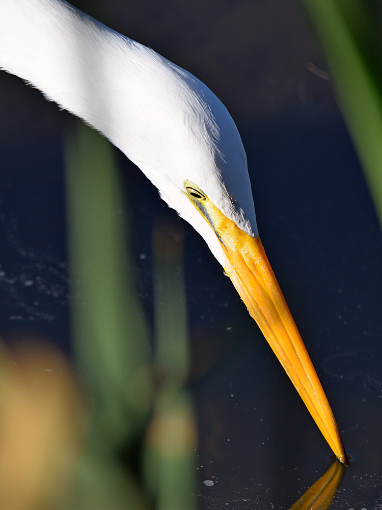 Egret.jpg