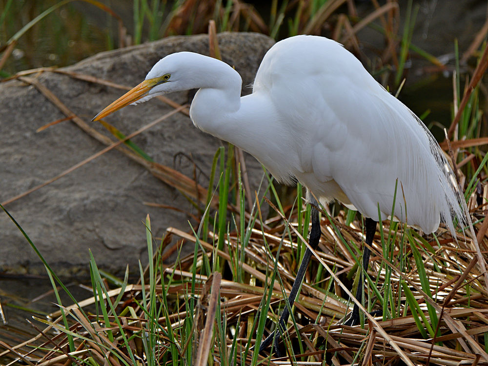 Egret.jpg