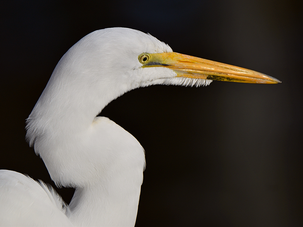 Egret.jpg