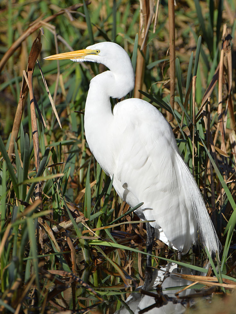 Egret.jpg