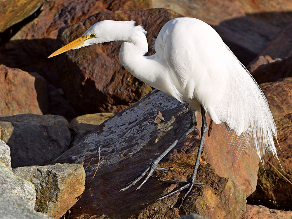 Egret.jpg