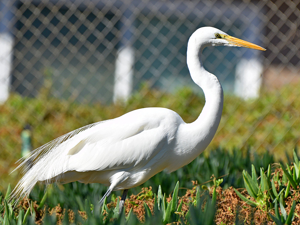 Egret.jpg
