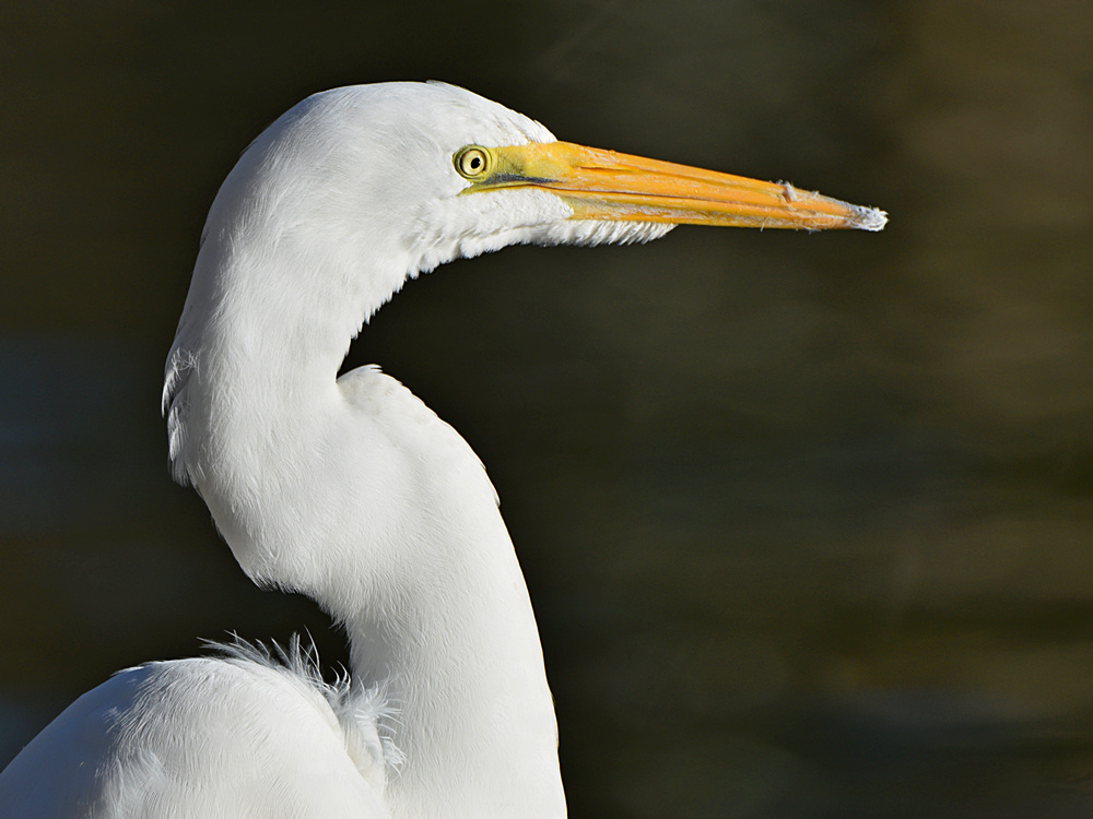 Egret.jpg