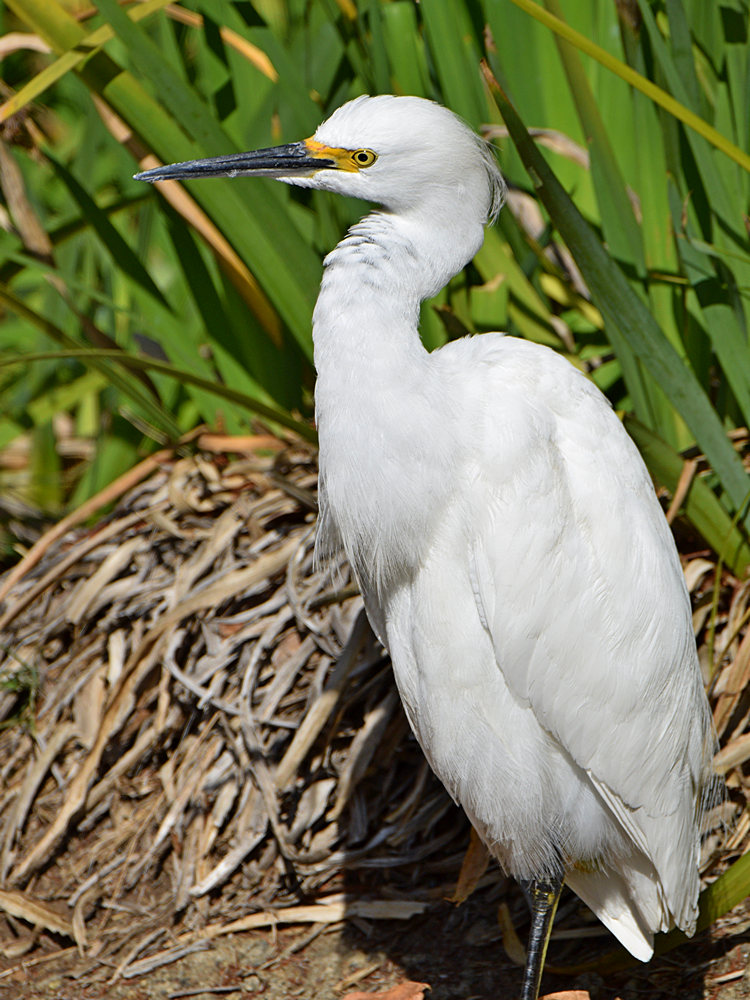 Egret.jpg