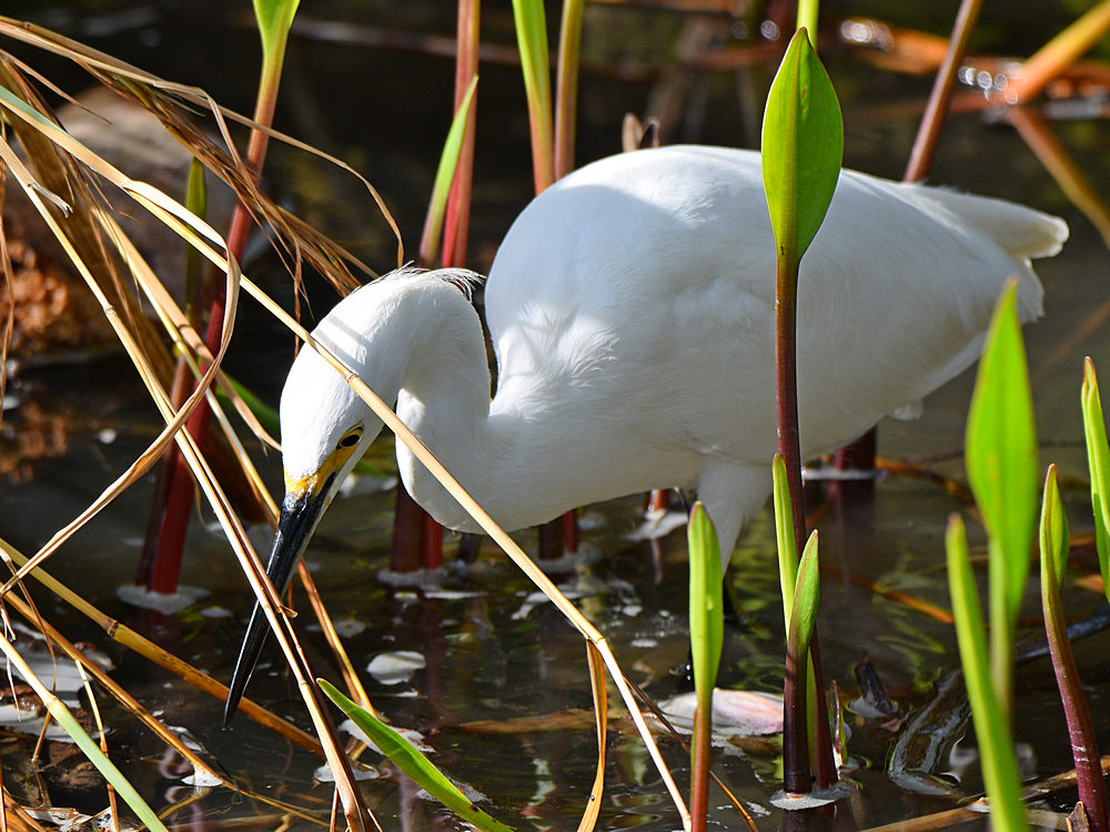 Egret.jpg
