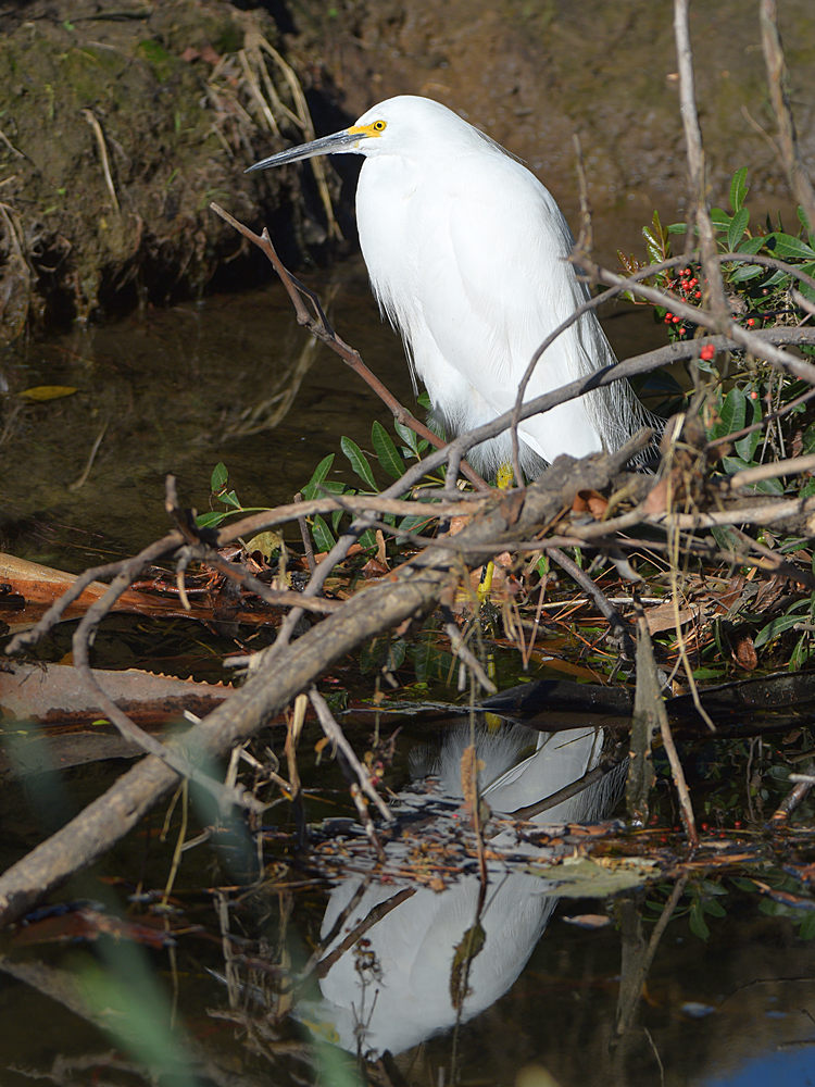Egret.jpg