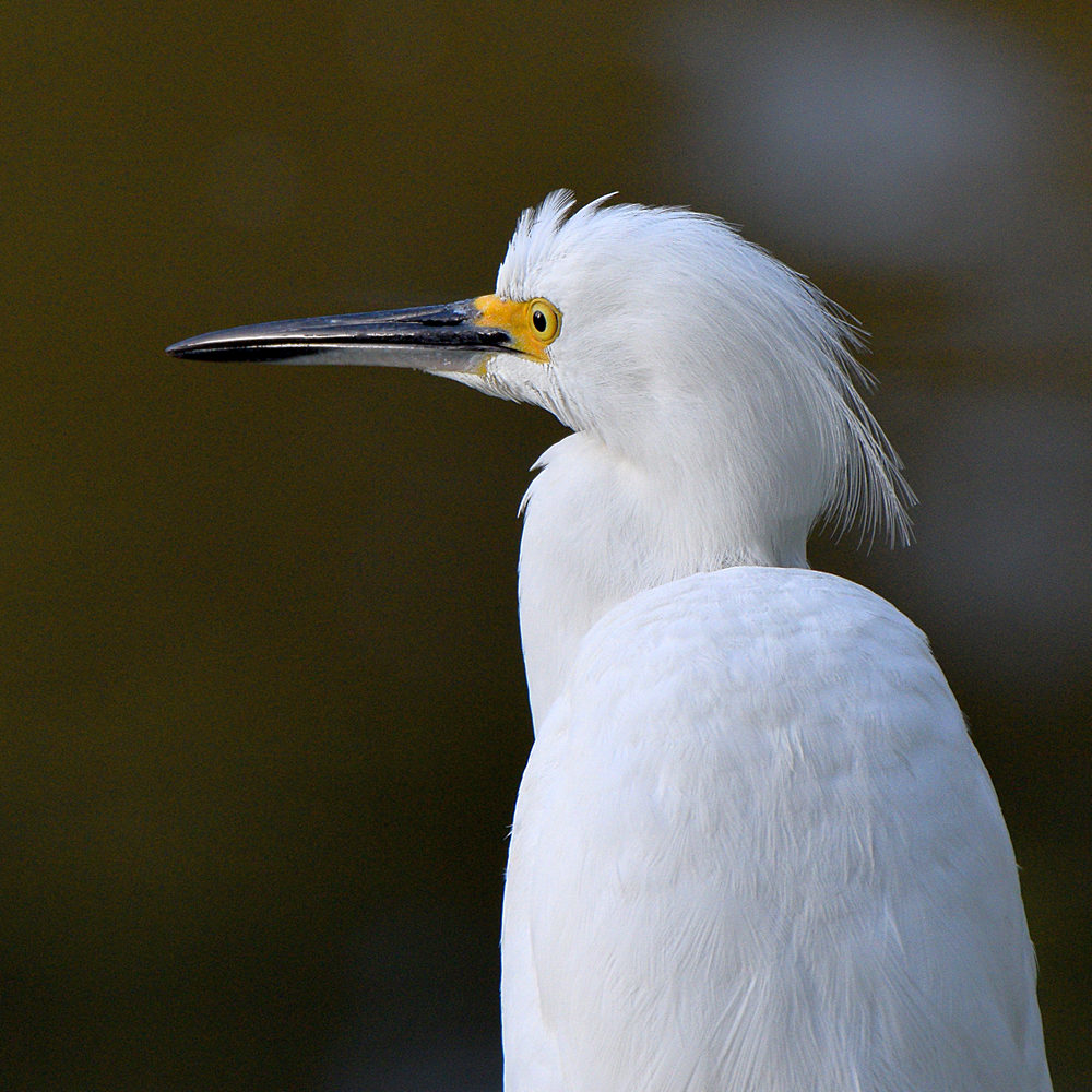 Egret.jpg