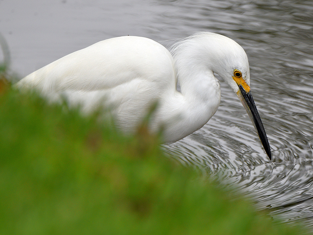 Egret.jpg