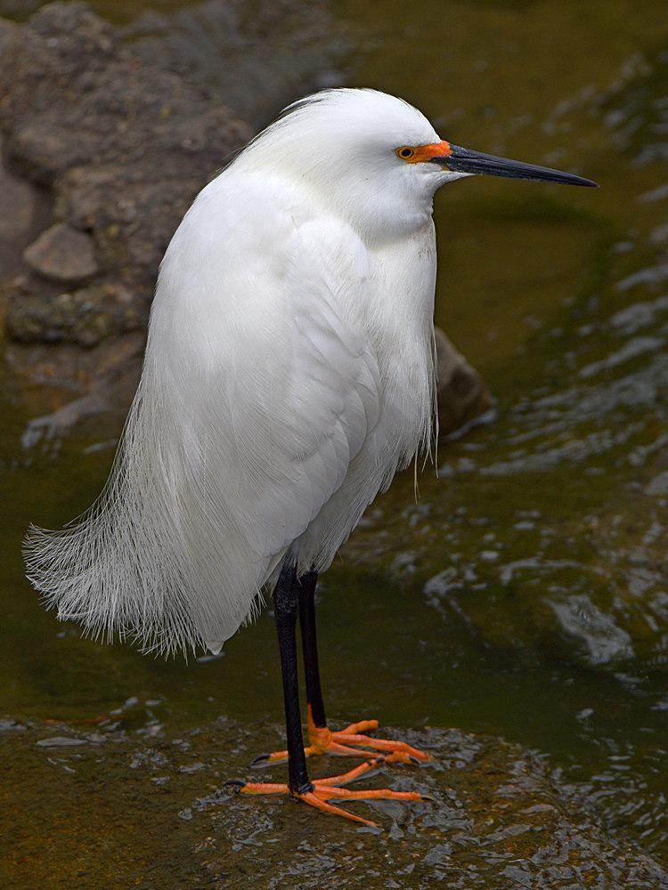 Egret.jpg