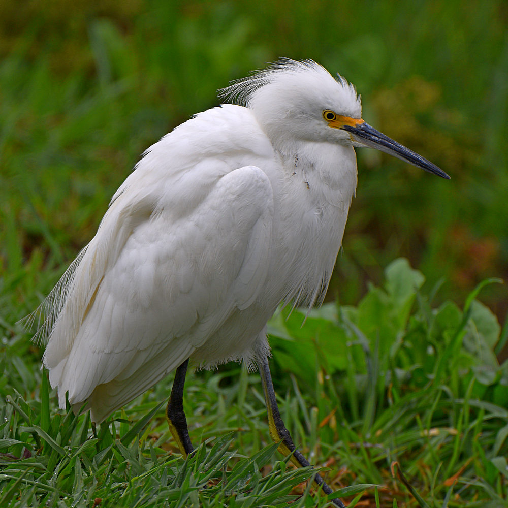 Egret.jpg
