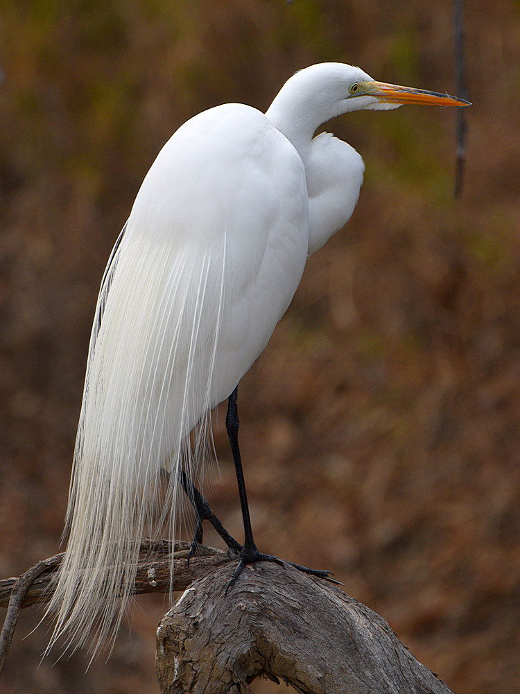 Egret.jpg