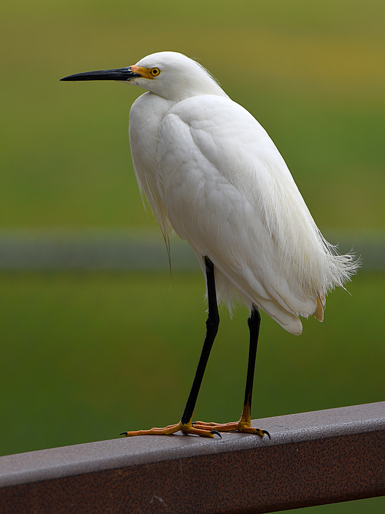 Egret.jpg