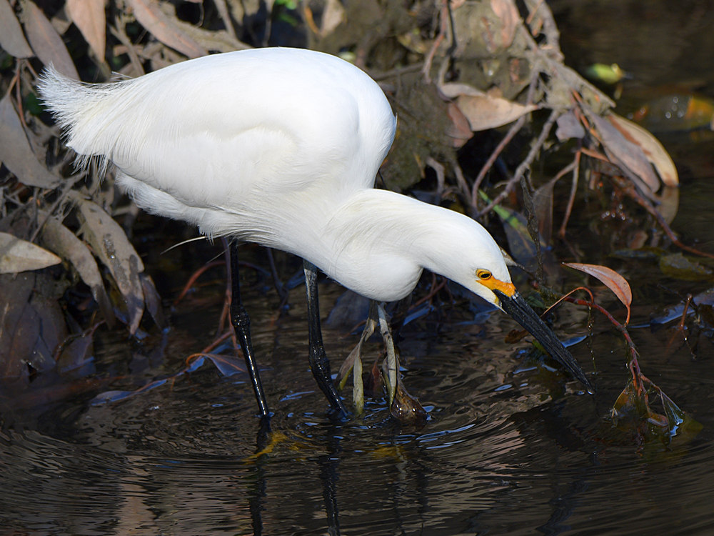 Egret.jpg