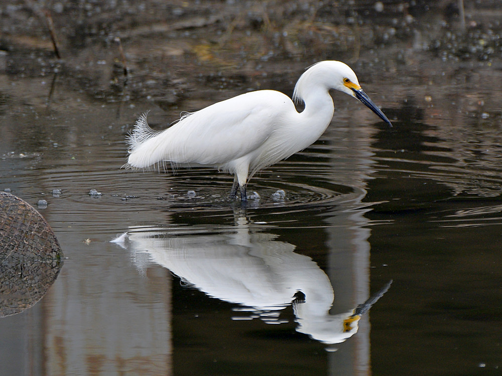 Egret.jpg