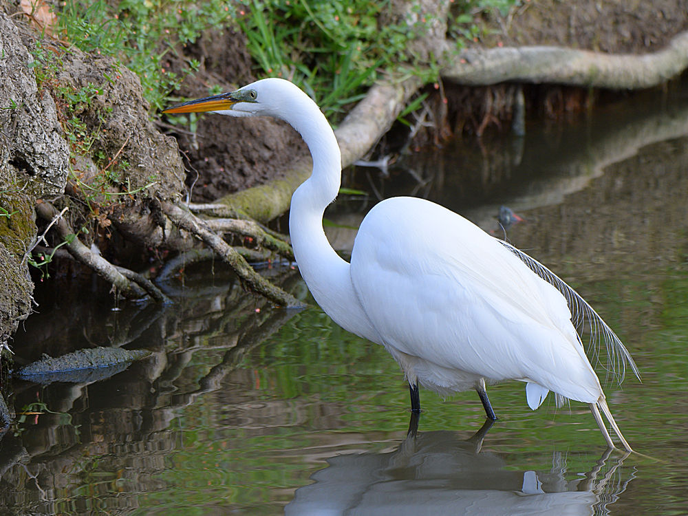 Egret.jpg