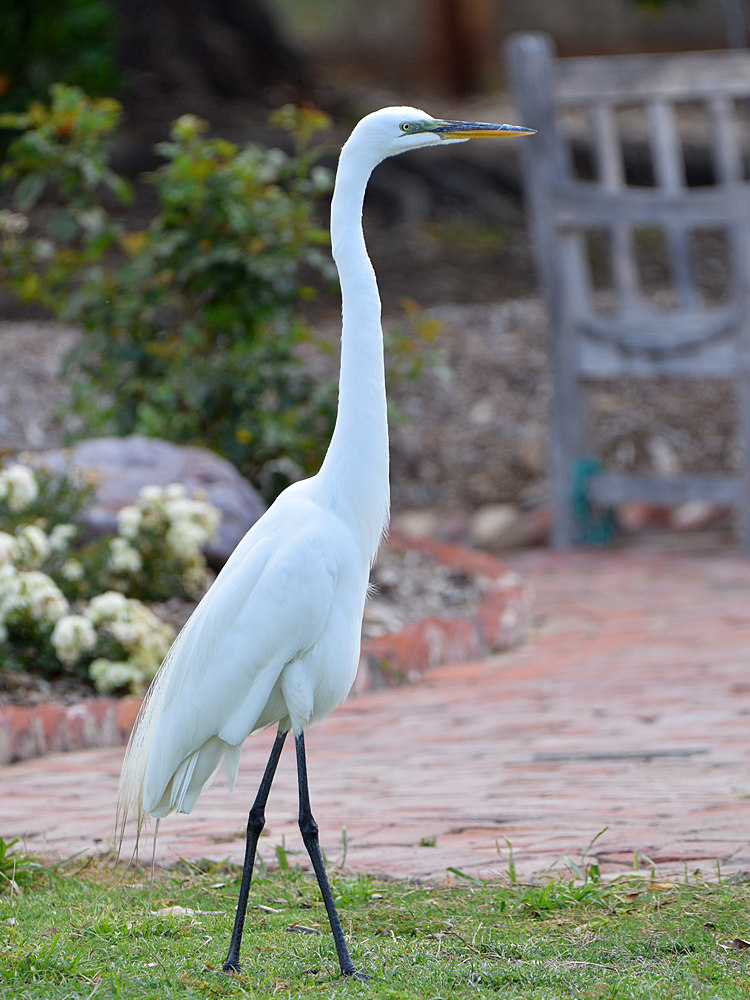 Egret.jpg