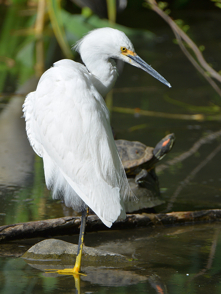 Egret.jpg