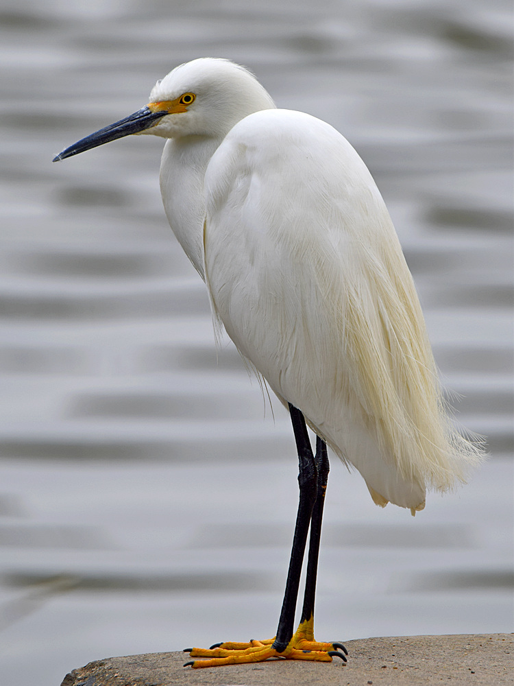 Egret.jpg