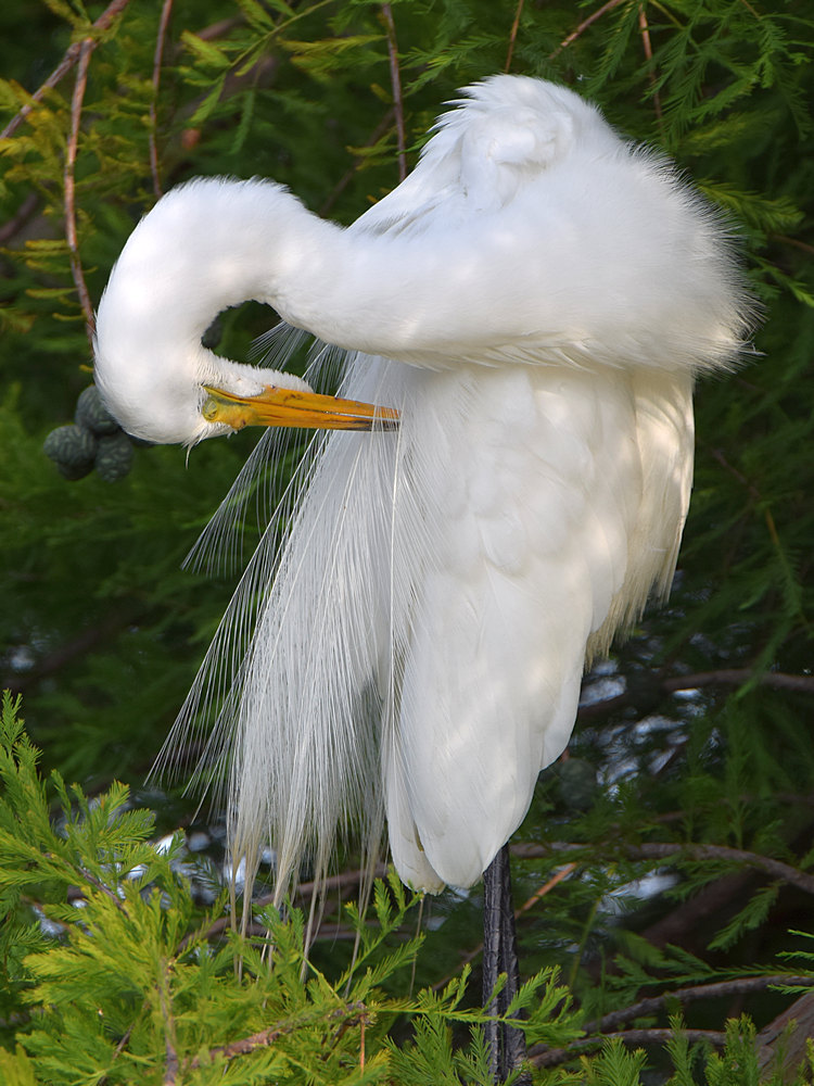 Egret.jpg