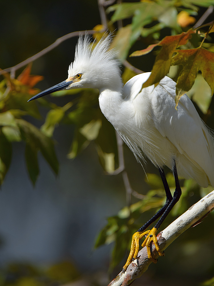 Egret.jpg