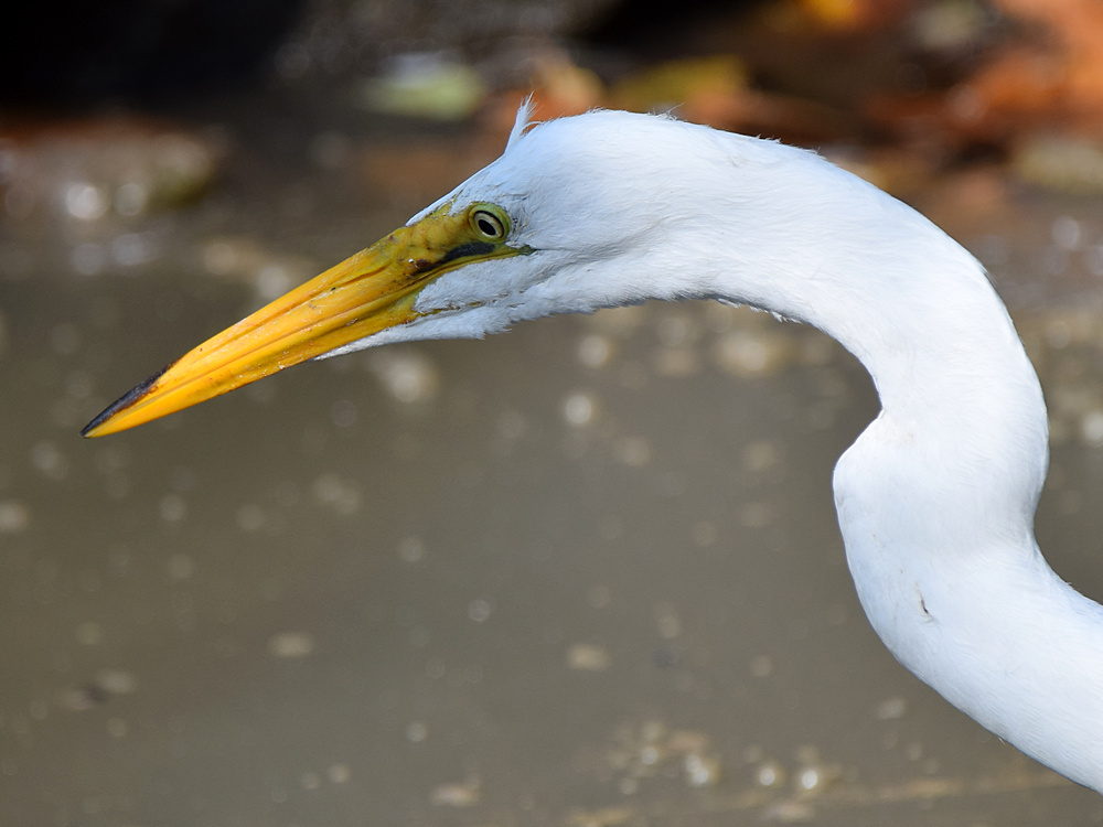Egret.jpg