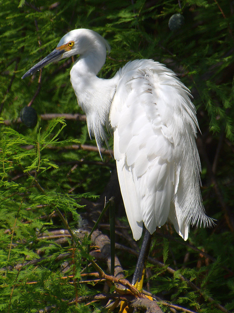 Egret.jpg