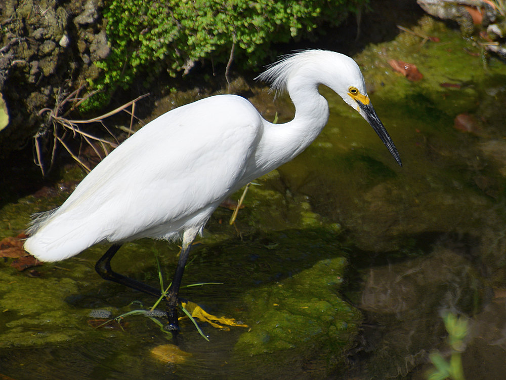 Egret.jpg