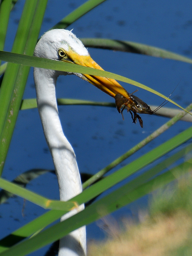 Egret.jpg
