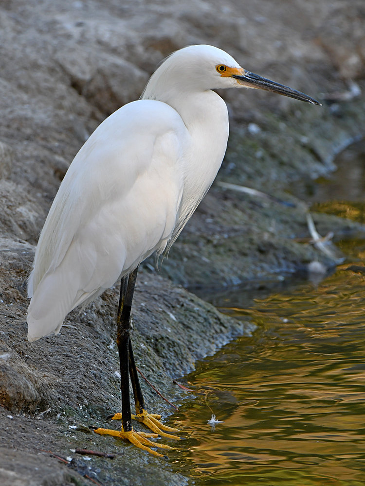 Egret.jpg