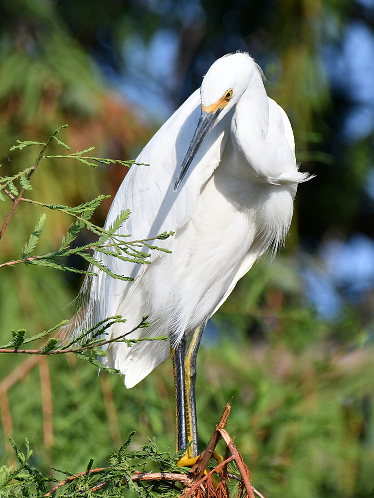 Egret.jpg