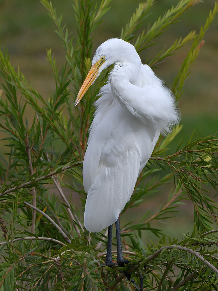Egret.jpg