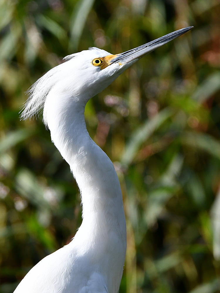 Egret.jpg