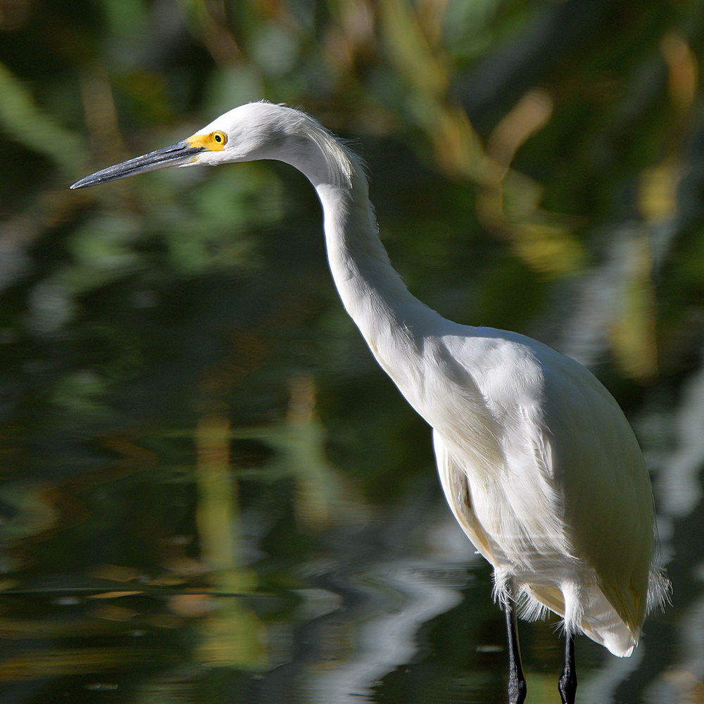 Egret.jpg