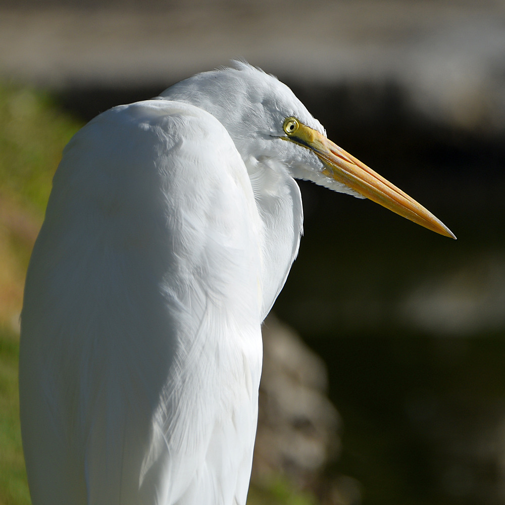 Egret.jpg