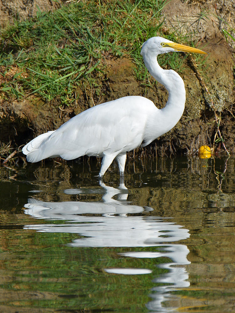 Egret.jpg