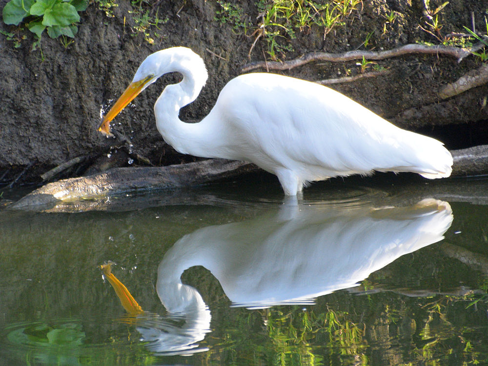 Egret.jpg