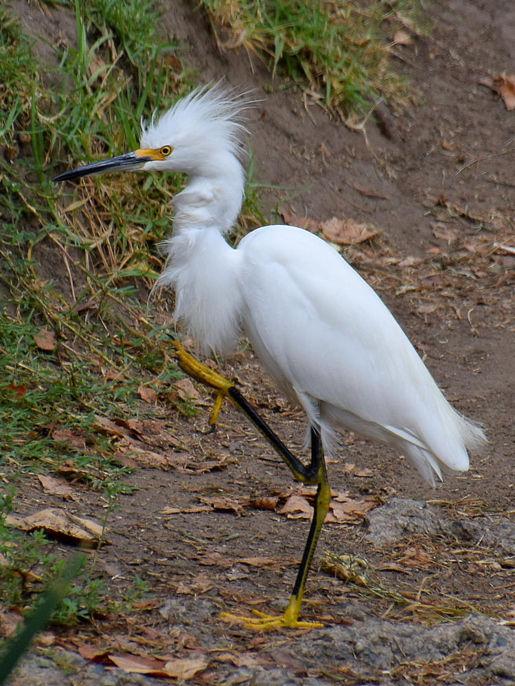 Egret.jpg